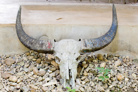公牛的头颅骨图片