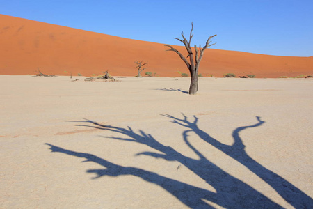 Deadvlei 相思树