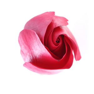 孤立在白色背景上的红色玫瑰花卉