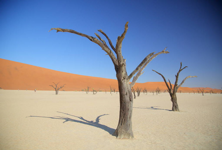 Deadvlei 相思树