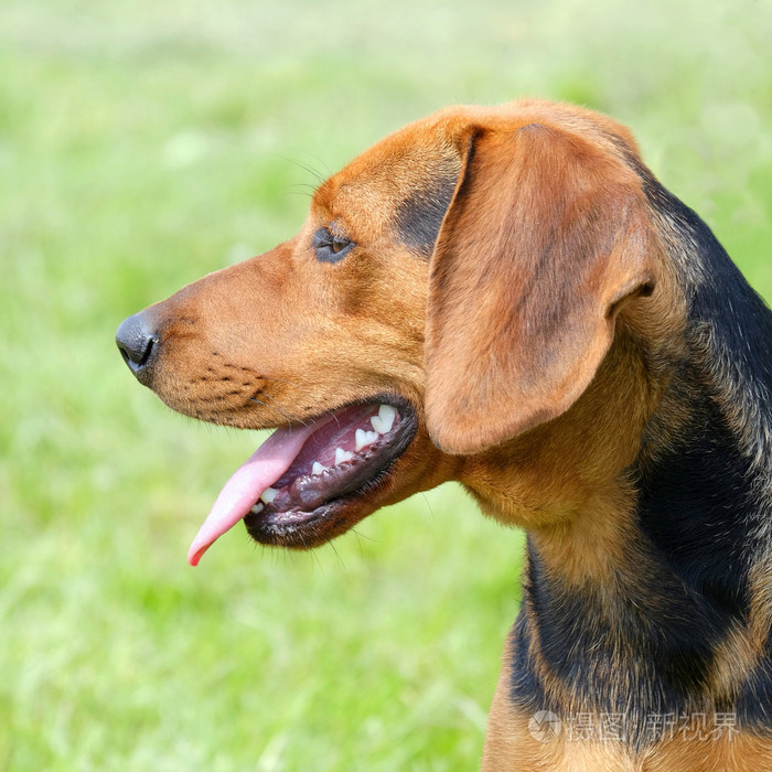 塞尔维亚猎犬上绿草茵茵的画像