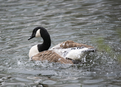 加拿大鹅Branta canadensis