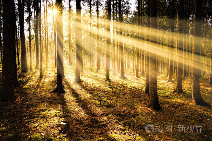 清晨阳光明媚的森林.日出阳光照射自然背景 autimn 季节性气氛概念