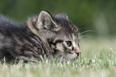 小猫的草地上玩耍