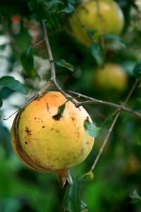 成熟的石榴树上的水果