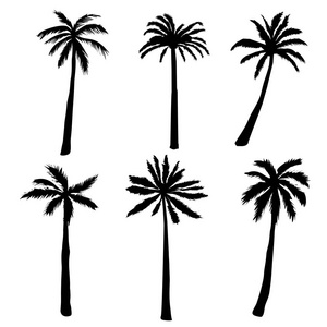 棕榈树 性质 矢量图