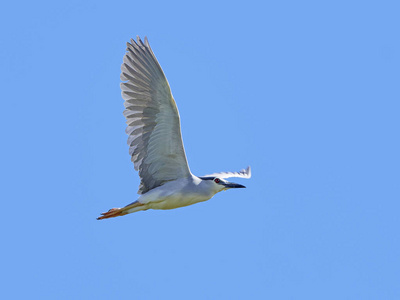 黑冠夜苍鹭nycticoraxnycticorax