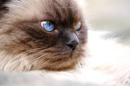 蓝眼睛只漂亮的猫的肖像