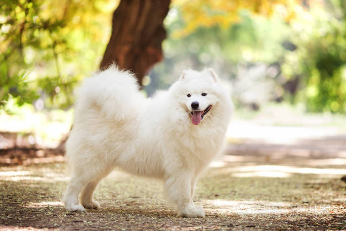 白色的萨摩耶犬