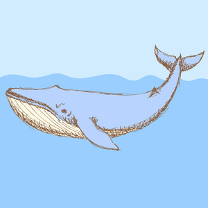 素描中的复古风格的可爱 whalel