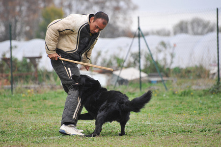 在攻击中 groenendael