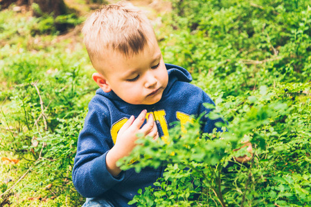 小孩子吃蓝莓在森林里