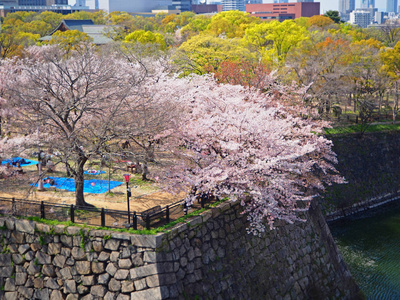 樱花 樱花 在春天的季节对蓝天在大阪城堡公园