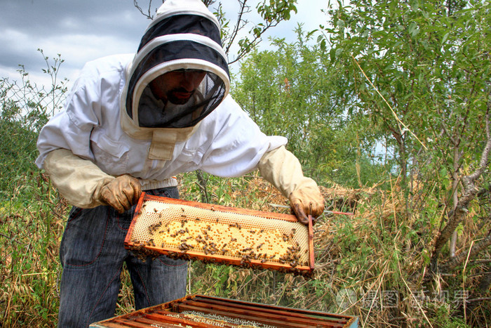 养蜂人