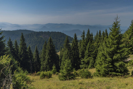 下北斯洛伐克在夏天期间巧克力山的森林