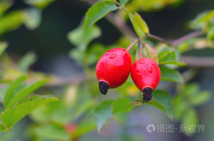 狗玫瑰浆果的特写狗玫瑰水果罗莎蔷薇大自然中的野生玫瑰果