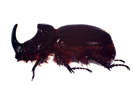 犀牛甲虫，被隔绝在白色背景上