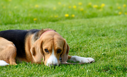 Beagle 犬躺在绿色的草地上