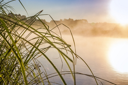 下柳树在雾的早晨在 Luznice 河的海岸在捷克共