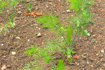 茴香是菜园里