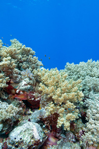 多彩的珊瑚礁在热带海，水下
