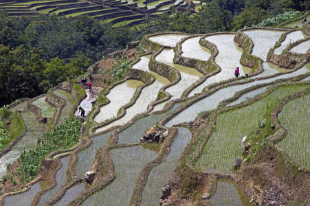 中国云南元阳梯田