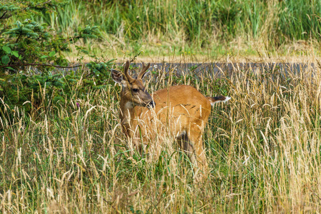 在高高的草丛美国饲喂野生物产鹿