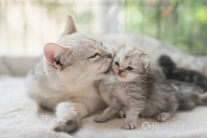 美国短毛猫猫用爱亲吻她的小猫