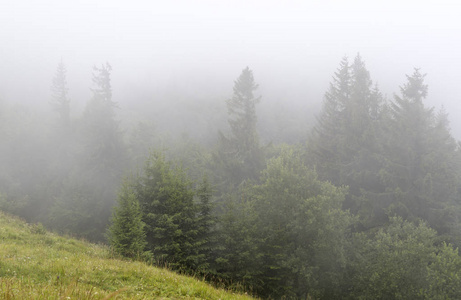 冷杉森林在山的山坡上。多云天气, 雾