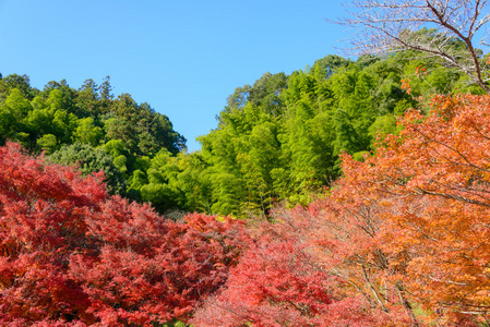 在 Korankei，日本爱知县的秋叶