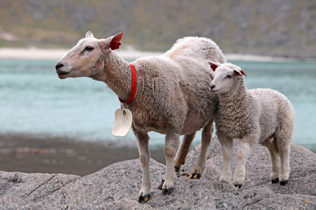 绵羊和羊羔在海岸图片