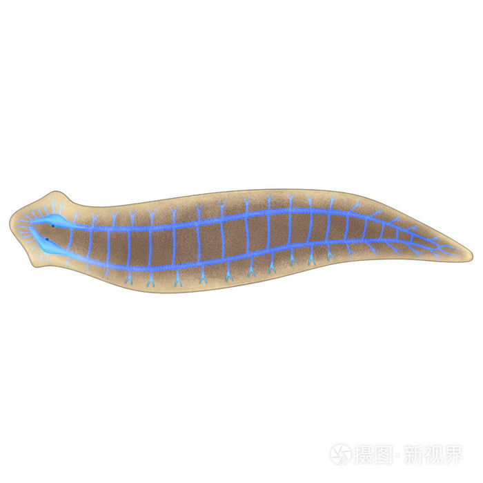 涡虫的神经系统