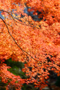 秋叶在圭古川花园，东京