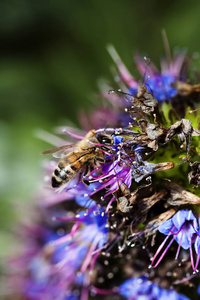 蜜蜂采集花粉对花的近景图片