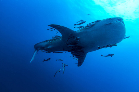 鲸鲨 Rhincodon 片块者除外 动物健最大的鱼