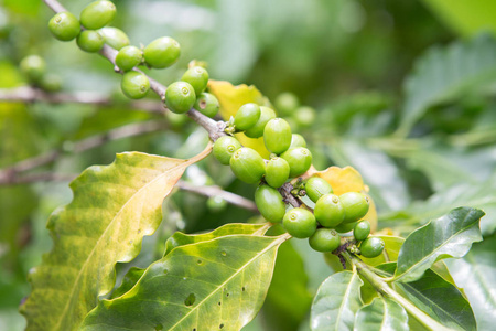 绿色的咖啡豆生长在人工林上