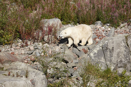 雌性北极熊在旷野上。野生自然环境