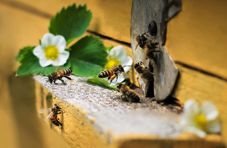 蜜蜂在蜂巢图片