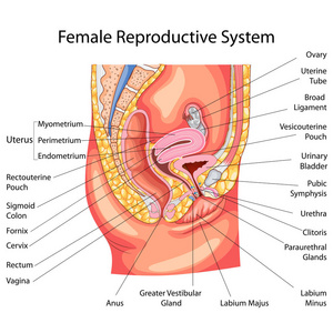 教育的生物学为女性生殖系统图图