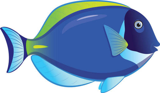 热带小鱼 Acanthurus Leucosternon