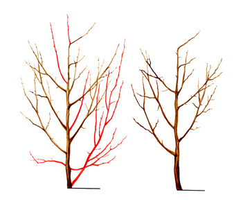 幼树树干的形成。植物学