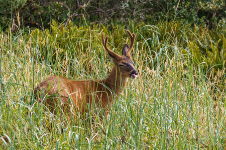 在高高的草丛美国饲喂野生物产鹿