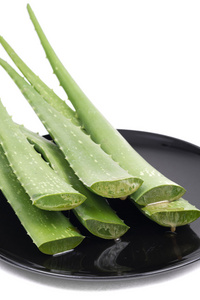 芦荟是一种可以治愈烧伤的草药, 它是西班牙加