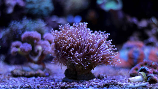 Euphyllia Lps 珊瑚