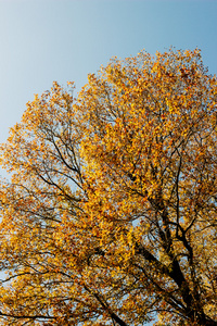 秋天的树叶蓝蓝的天空图片