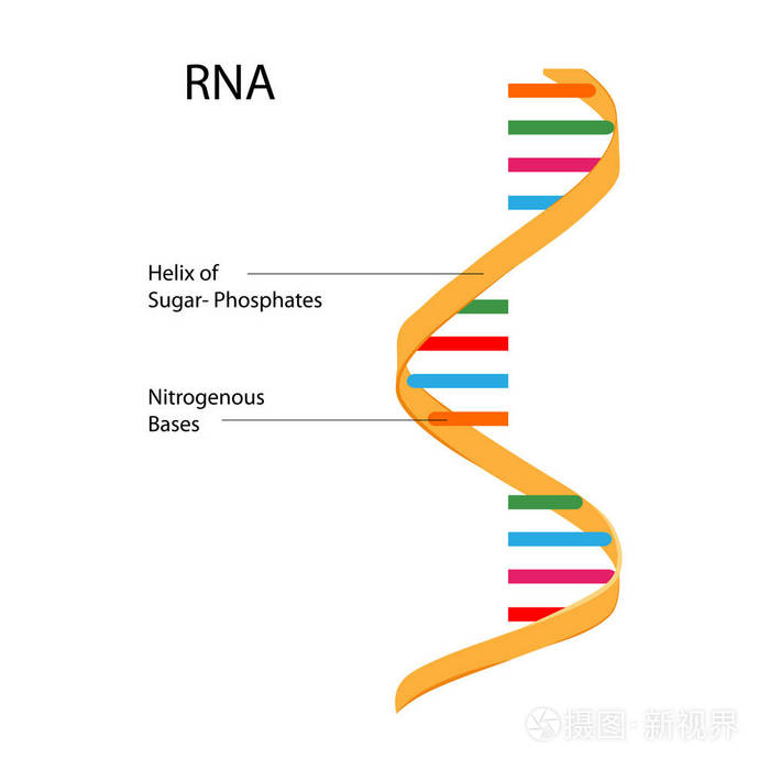 教育的生物学的 rna 结构关系图的图表插画-正版商用图片0cf427-摄图