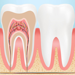 健康的牙齿上背景孤立的解剖。矢量图