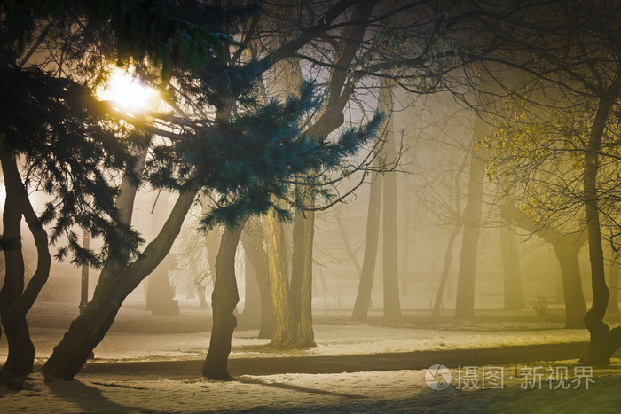 在公园里雾气朦胧的夜晚