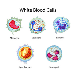 教育的生物学的白血细胞图图