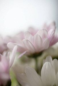 粉红色菊花花束